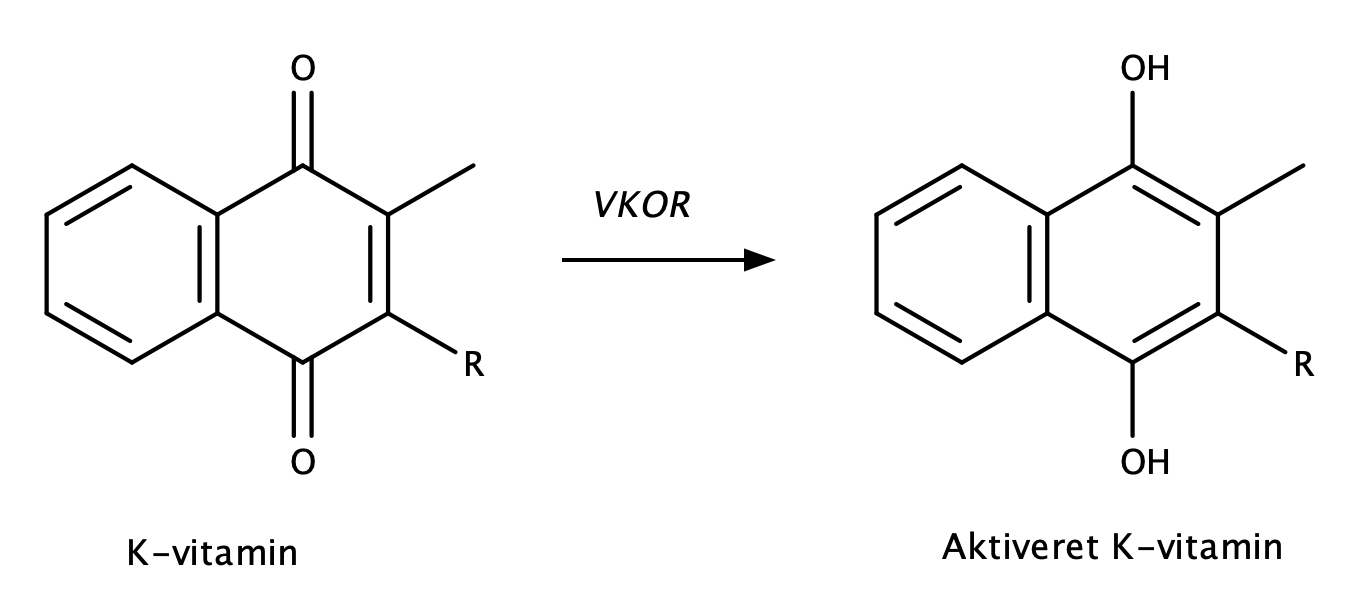K-vitamin, VKOR, Aktiveret K-vitamin
